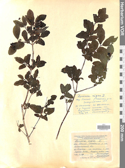 VOR 0021531