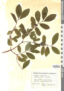 VOR 0021533