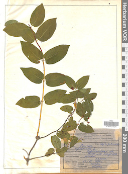 VOR 0021534