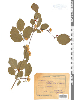 VOR 0021535