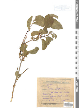 VOR 0021538