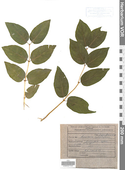VOR 0021544