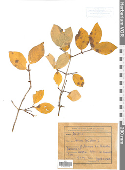 VOR 0021548