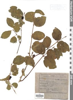 VOR 0021553