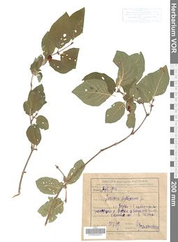 VOR 0042431