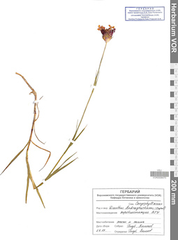VOR 0008470