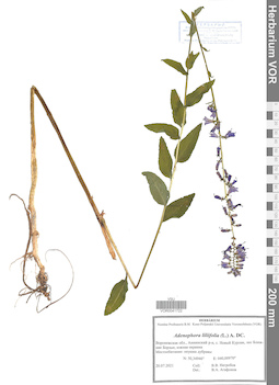 VOR 0041722