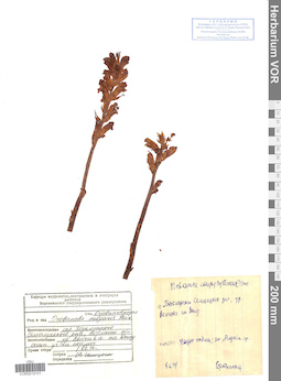 VOR 0019101