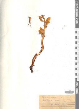 VOR 0020462