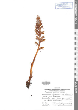 VOR 0042144