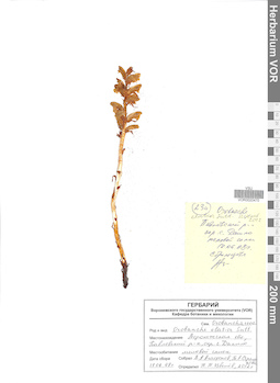 VOR 0020470