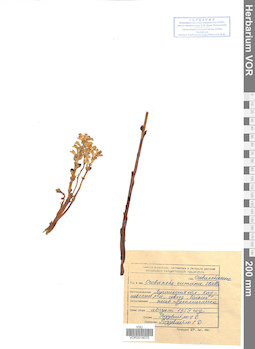 VOR 0019075