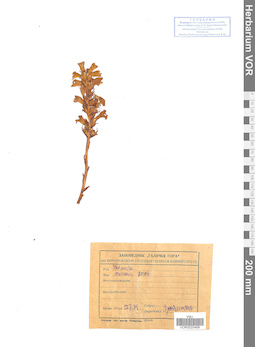 VOR 0020468