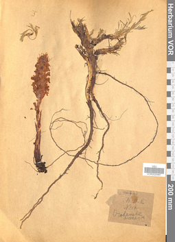VOR 0020467