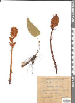 VOR 0019106