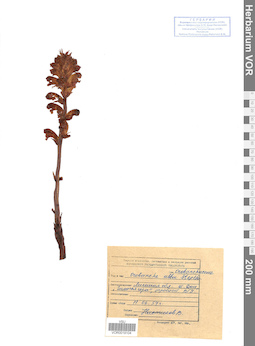 VOR 0019104