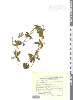 VOR 0020084