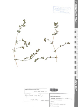 VOR 0040341