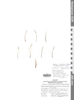 VOR 0043339