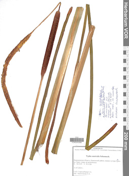 VOR 0043566