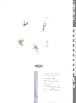VOR 0044152