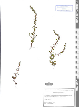 VOR 0044190