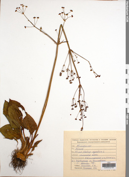 VOR 0032706