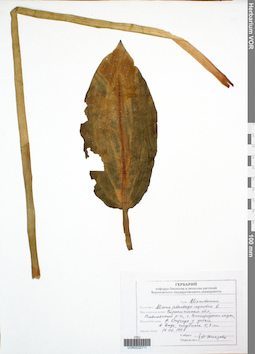 VOR 0032711