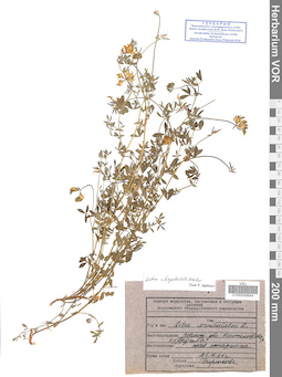 VOR 0009844