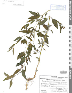 VOR 0023762