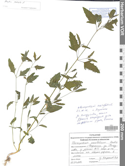 VOR 0023767