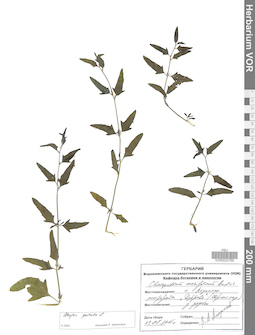 VOR 0023769