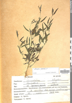 VOR 0023782