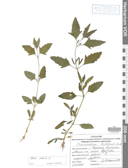 VOR 0024605
