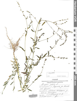 VOR 0024919
