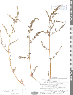 VOR 0024920