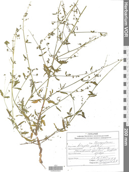 VOR 0024922