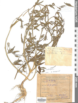 VOR 0024924