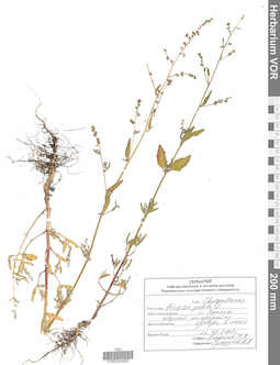VOR 0024925