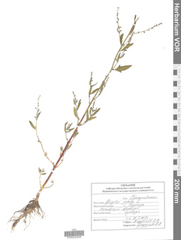 VOR 0024926