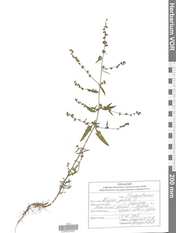 VOR 0024927