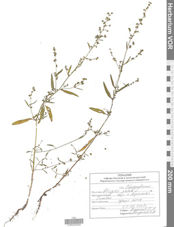 VOR 0024928