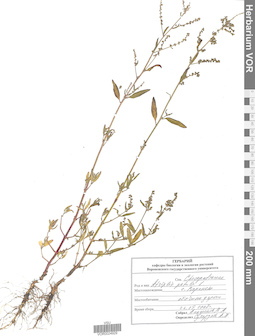 VOR 0024929