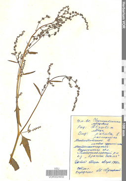 VOR 0024932