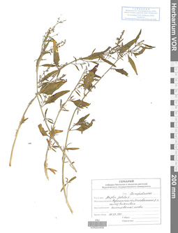 VOR 0024939