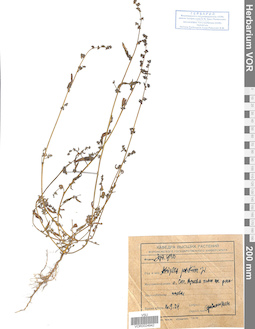 VOR 0024942