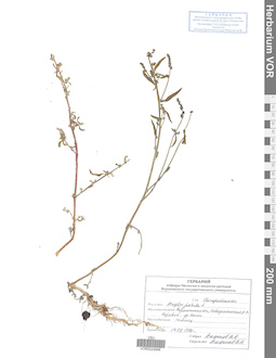 VOR 0024946