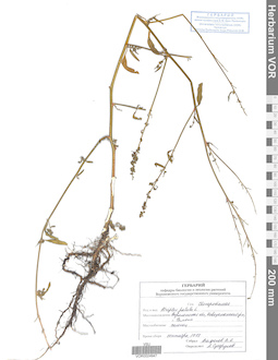 VOR 0024947