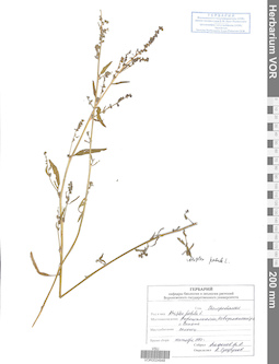 VOR 0024948