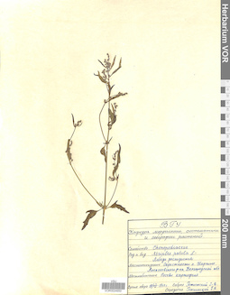 VOR 0024950